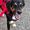 Daisy  befindet sich in 83104 Tuntenhausen