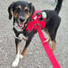 Daisy  befindet sich in 83104 Tuntenhausen