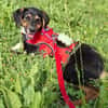 Daisy  befindet sich in 83104 Tuntenhausen