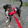 Daisy  befindet sich in 83104 Tuntenhausen