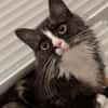 Lucy sucht neues Zuhause als Einzelprinzessin