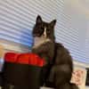 Lucy sucht neues Zuhause als Einzelprinzessin