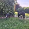 MONTY-LIEBENSWERTER JUNGSPUND