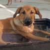 Welpe Trueno