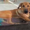 Welpe Trueno