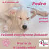🐾❤ Pedro sucht sein für immer Zuhause