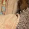 Süßer Dani2 sucht sein Zuhause