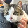 CLODIO  FIV+