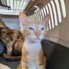 MINOU