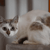 Molly
