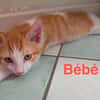 BEBE et BUBU