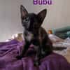 BEBE et BUBU