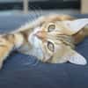 SAVANE