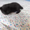 babouche