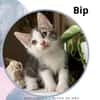 Bip