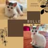 Bulle