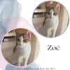 Zoé