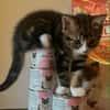 Bicyclette