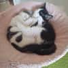 Ignace et Momo
