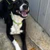 Francesca
