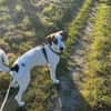 Henry, junger Pointer Mix