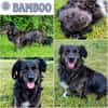 BAMBOO ° freundlicher, menschenbezogener kleiner Charmeur