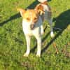 Ginger ein lieber Familienhund