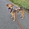 RIANI ° zart gebauter Hundejunge