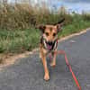 RIANI ° zart gebauter Hundejunge