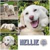 NELLIE * großes Mädchen, großes Glück