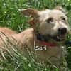 SARI
