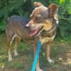 Hanna, kleine Pinscher Mischlingshündin