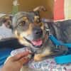 Hanna, kleine Pinscher Mischlingshündin