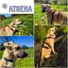 ATHENA ° bildhübsche junge Hündin