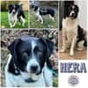 HERA -Sanfte, neugierige Seele-