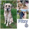 FITZY * liebenswerteSie Hilfe&Sicherheit