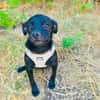 Pinschermix Blacky sucht Körbchen