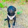 Pinschermix Blacky sucht Körbchen