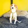Narami sucht liebevolles Zuhause....