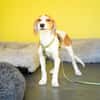 Narami sucht liebevolles Zuhause....