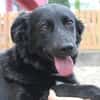 Aluna, geb. ca. 03/2025, 67814 Dannenfel