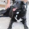 Aluna, geb. ca. 03/2025, 67814 Dannenfel