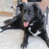 Aluna, geb. ca. 03/2025, 67814 Dannenfel