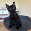 TIGRETTE