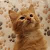 BALTHAZAR (réservé)