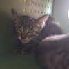 PICOUIC