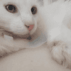 COTON QCT