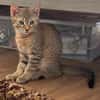 KIRARA ADOPTABLE AVEC SES SŒURS/FRERE OU SEUL SI VOUS AVEZ DÉJÀ UN CHAT PRÉSENT CHEZ VOUS