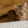 KIRARA ADOPTABLE AVEC SES SŒURS/FRERE OU SEUL SI VOUS AVEZ DÉJÀ UN CHAT PRÉSENT CHEZ VOUS