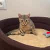 KIRARA ADOPTABLE AVEC SES SŒURS/FRERE OU SEUL SI VOUS AVEZ DÉJÀ UN CHAT PRÉSENT CHEZ VOUS